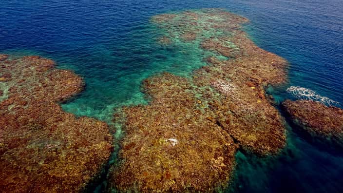 Corals on the northern Great Barrier Reef experienced a catastrophic die-off following the 2016 marine heat wave.