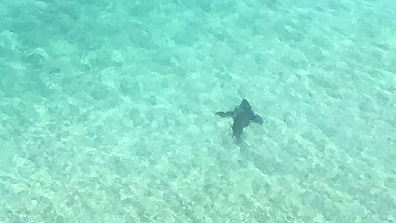 Shark