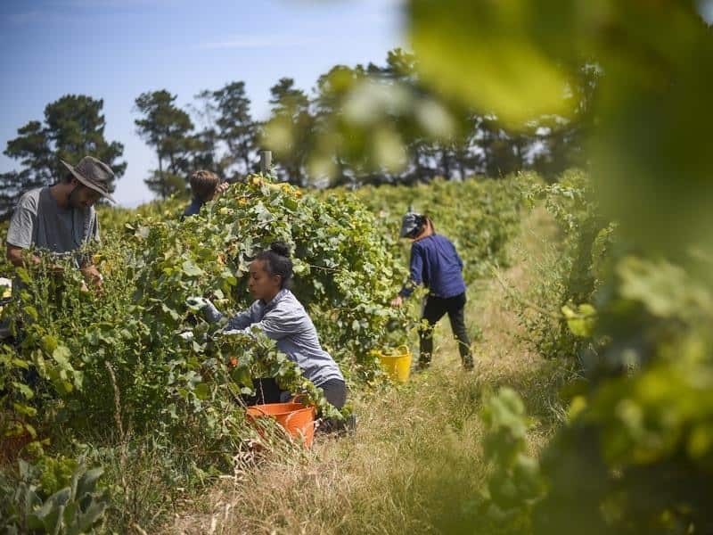 Seasonal workers pick Riesling grapes.