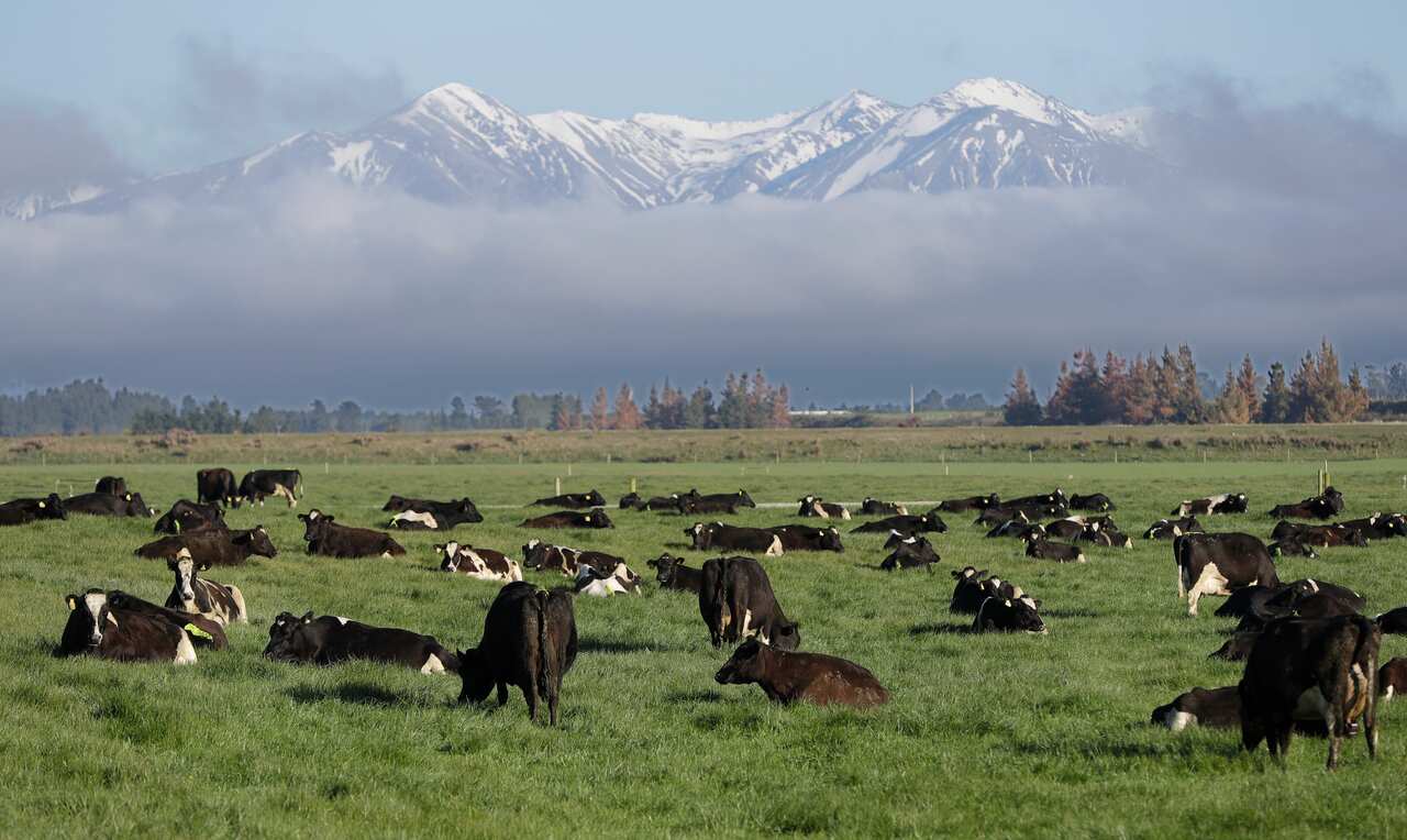 Cows in New Zealand