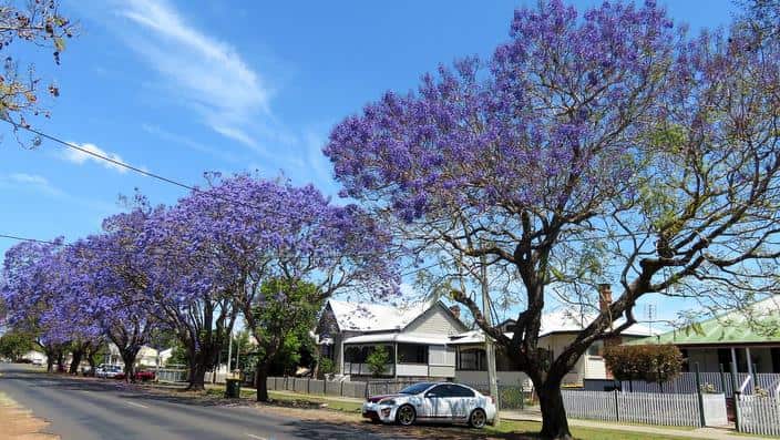 Jacaranda Grafton NSW 2016 