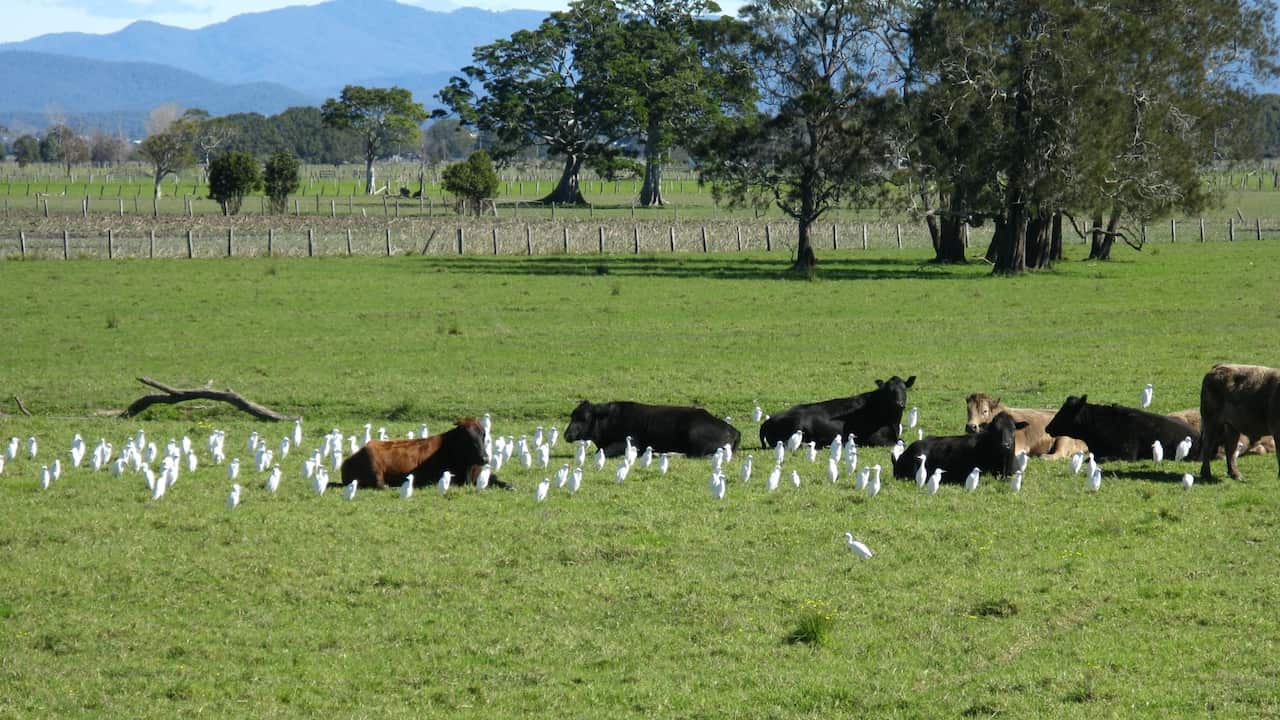 Thunderstorm asthma start with perennial ryegrass, Lolium perenne, an introduced species from the colonial days. 