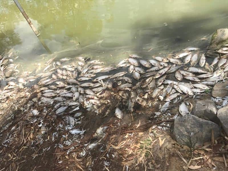 File image of dead fish in the Darling River system