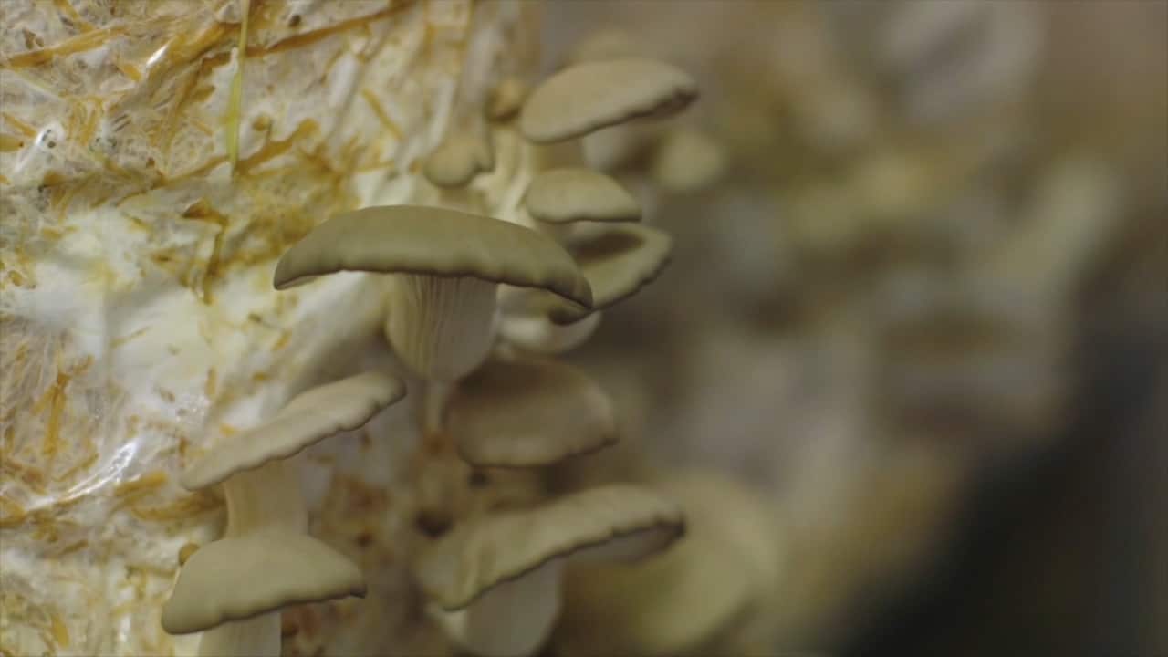 Life Cykel reuses the Community Pods to grow mushrooms.