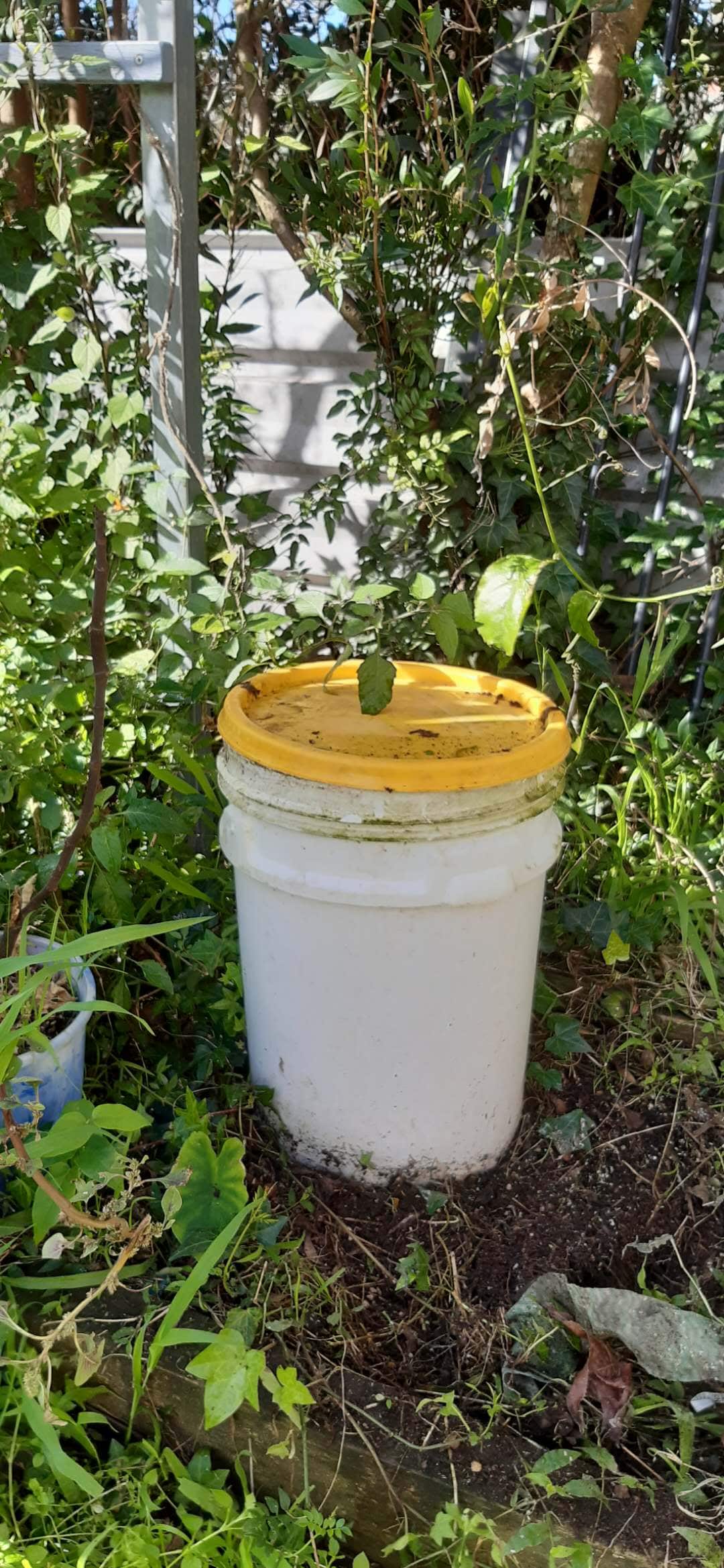 Compost bin that drips into plants