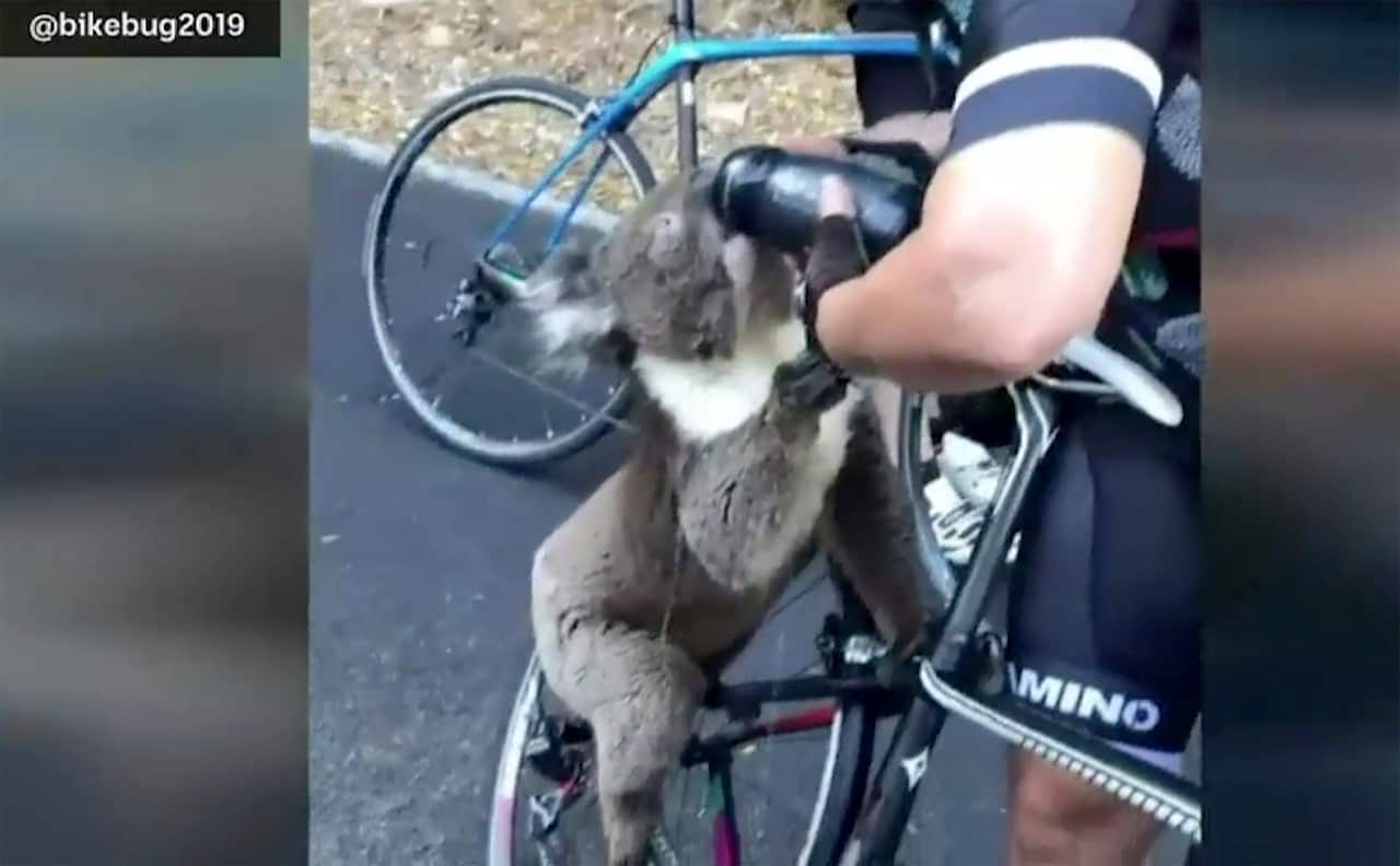 In this image from a video taken on Friday, Dec. 27, 2019, and provided by @bikebug2019, a koala drinks water, given by a cyclist in Adelaide.