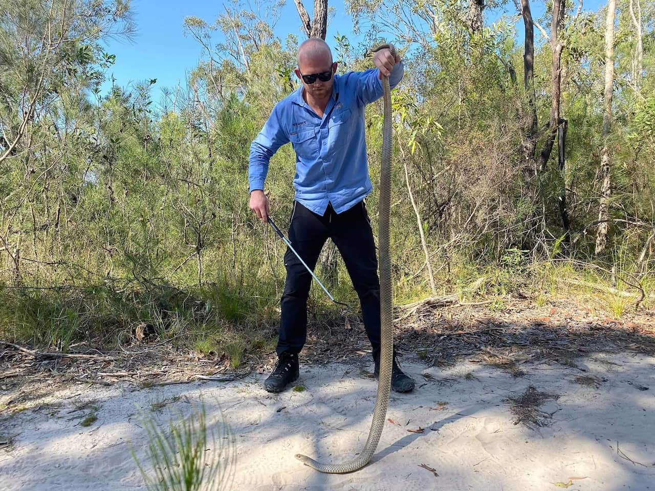 A deadly brown snake found near a Queensland retirement home was the biggest and fattest that snake catchers had ever seen