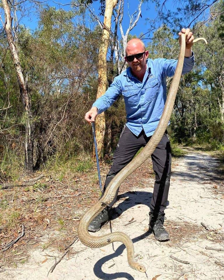 A snake catcher has shared photos of the biggest deadly eastern brown snake he’s “ever seen”.