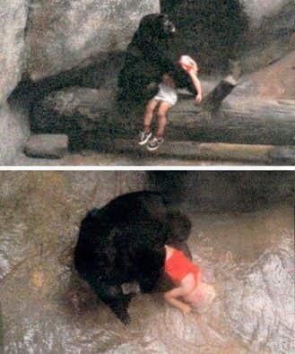 Binti Jua, the female gorilla who had saved an injured 3 yr old boy in 1996.