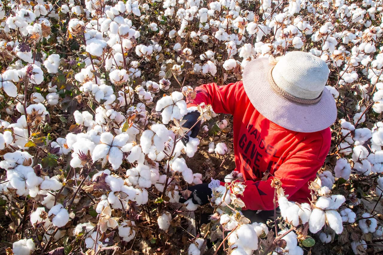 Cotton Harvest In Xinjiang