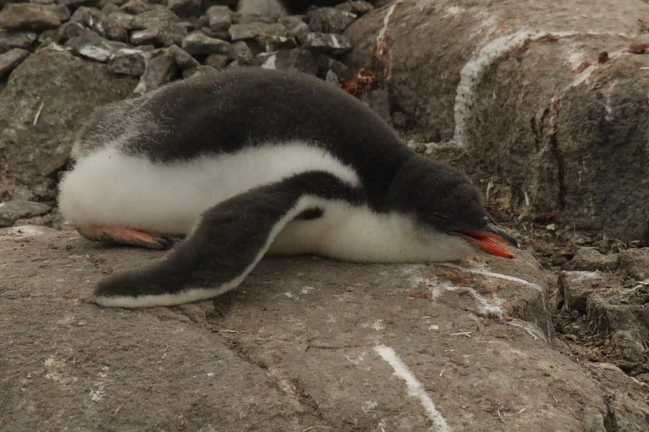 Heat-stressed Gento penguin chick