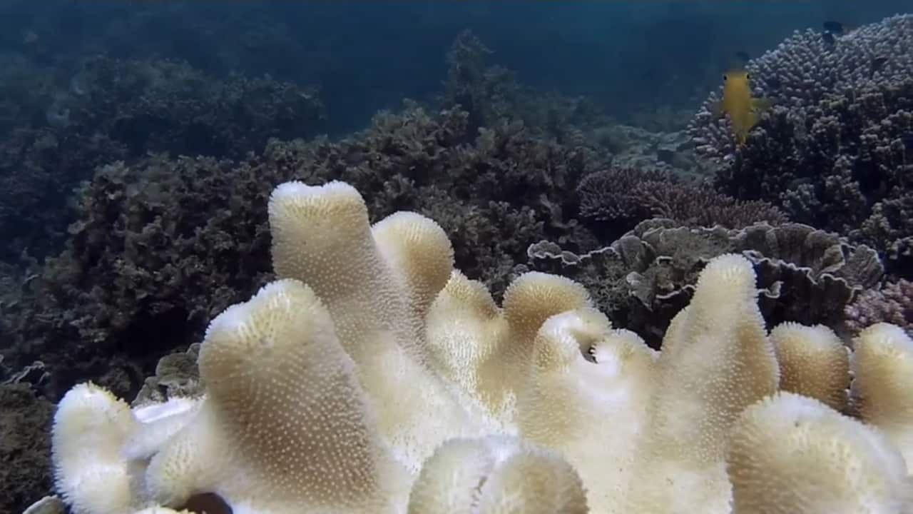 Heavily bleached soft coral off Magnetic Island 