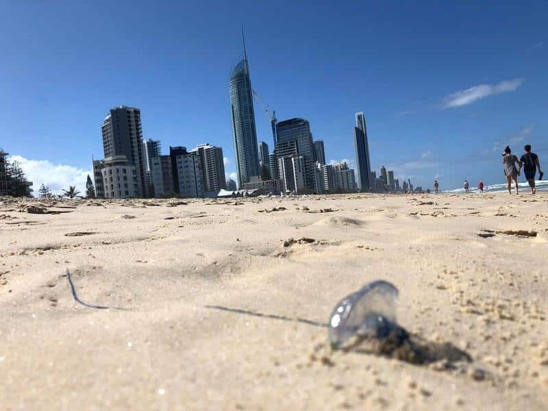 A bluebottle jellyfish washed-up on Surfer's Paradise beach