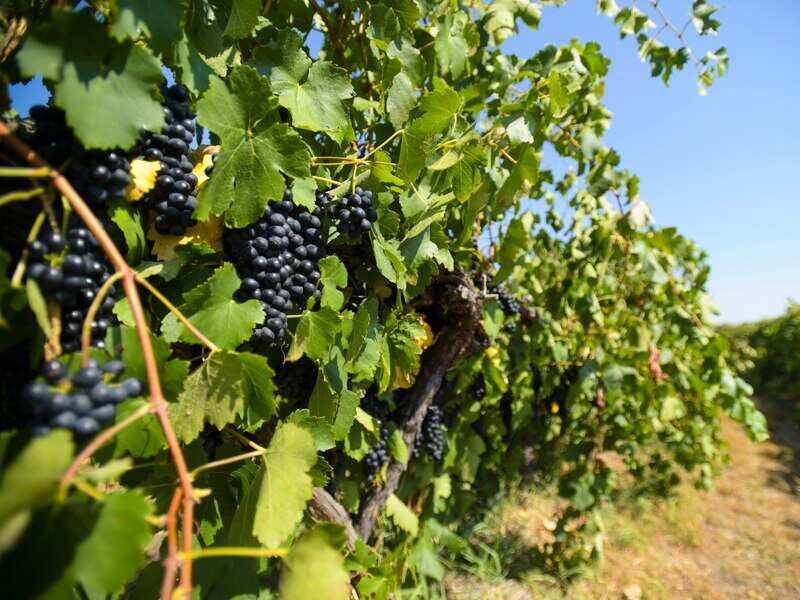 Grapes on a vine