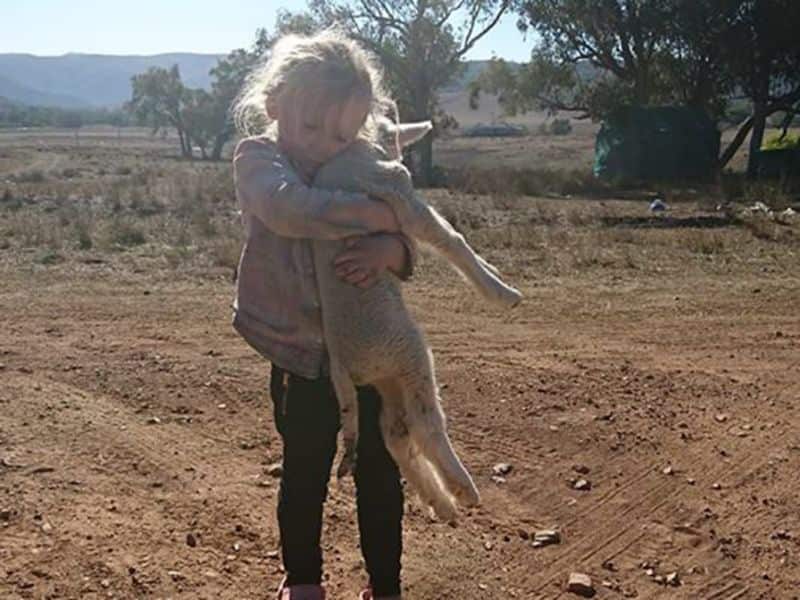 A little girl wraps her arms around the orphaned lamb in a NSW farm. (Facebook/Gina Naylor)