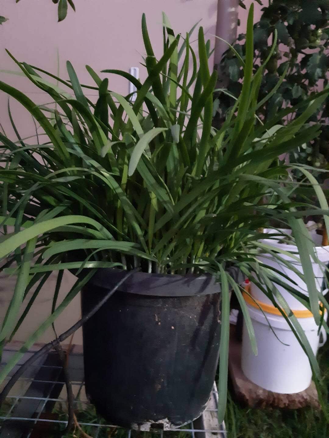 Chinese garlic chives