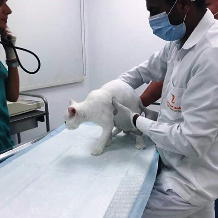 Casper was vaccinated before coming to Australia.