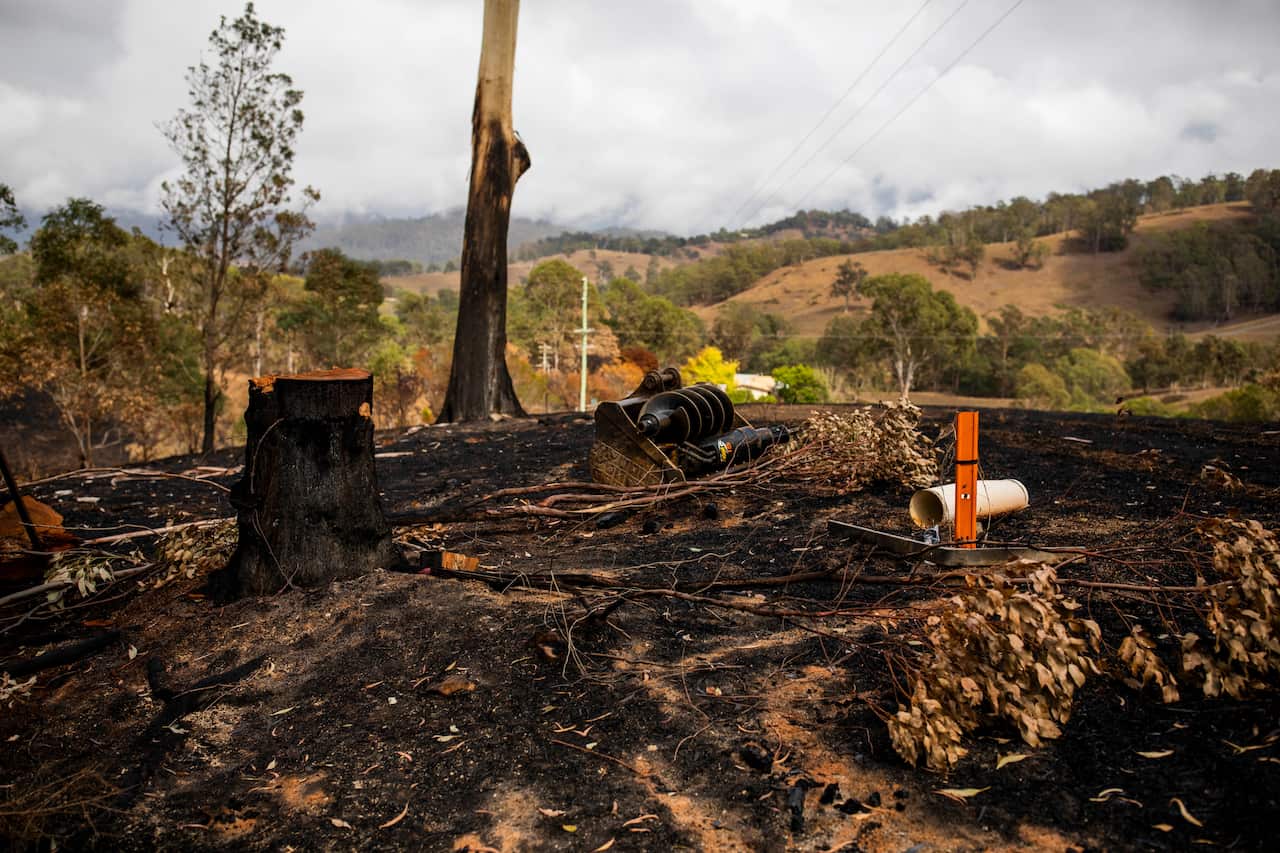 Trees damaged by fire line the Princes Highway in Brogo, New South Wales.