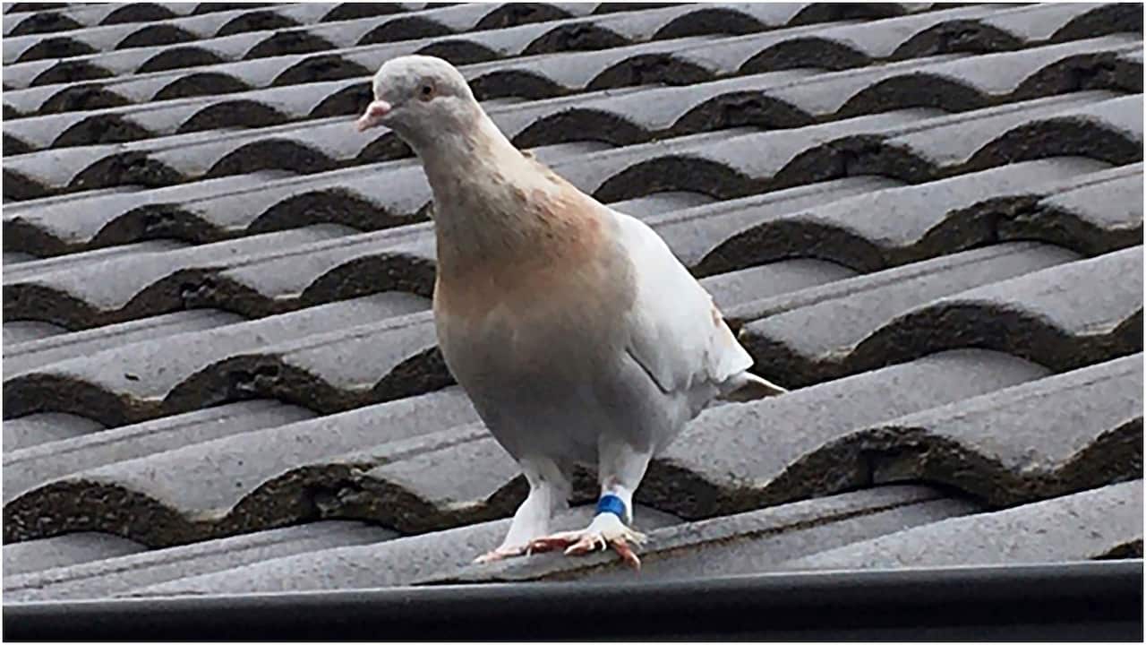 joe the pigeon