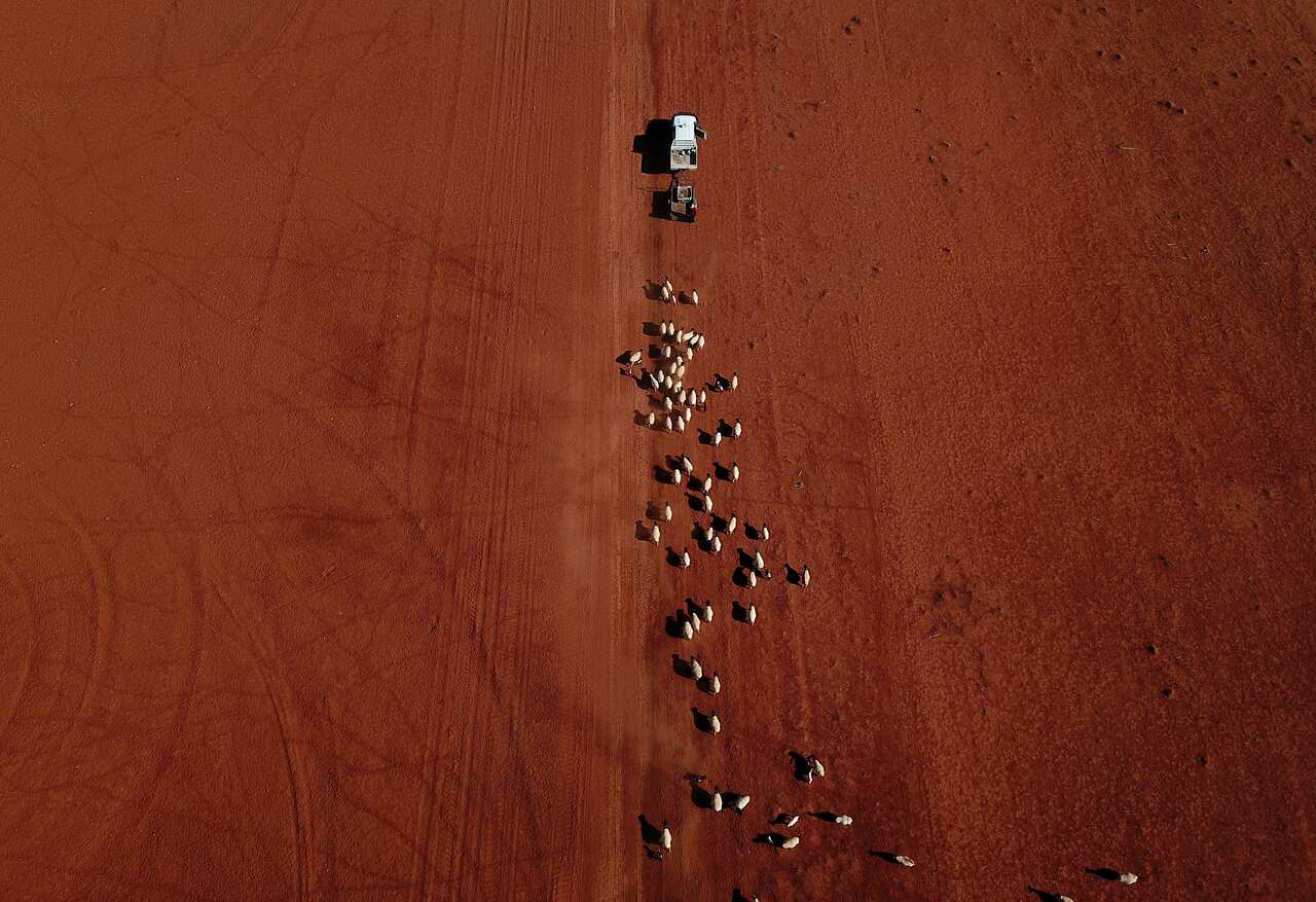 An aerial image of sheep as they follow a ute delivering cotton seed on a drought affected property near Bollon in southwest Queensland.