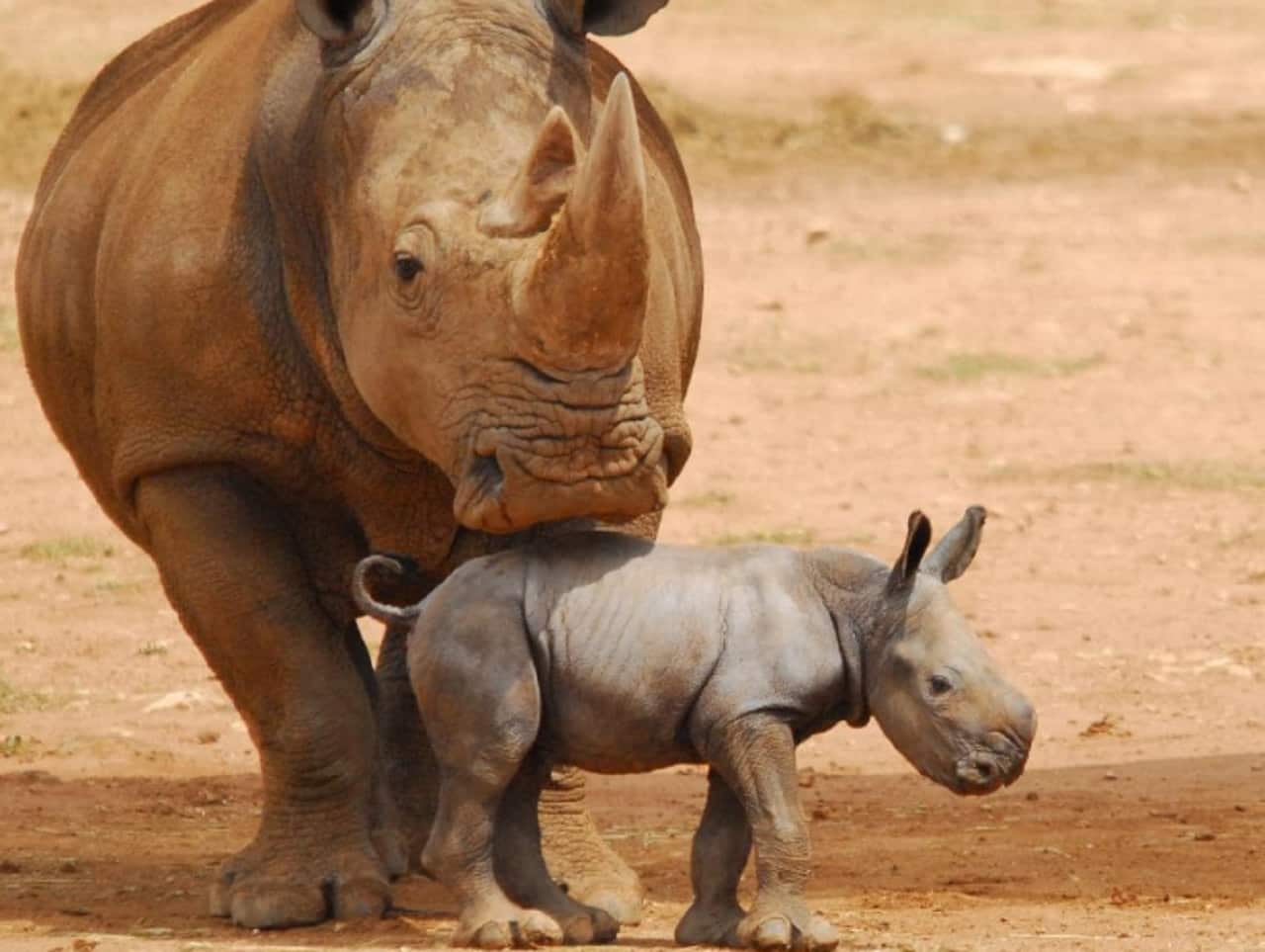 Umqali with newborn, Imani.