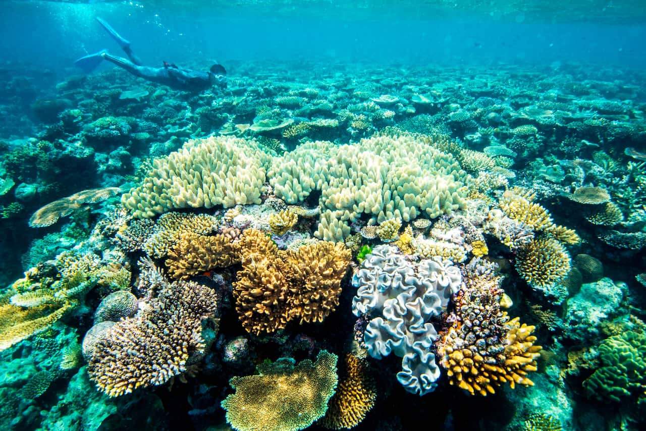 Great Barrier Reef programs will receive $8.2 million in the upcoming federal budget.