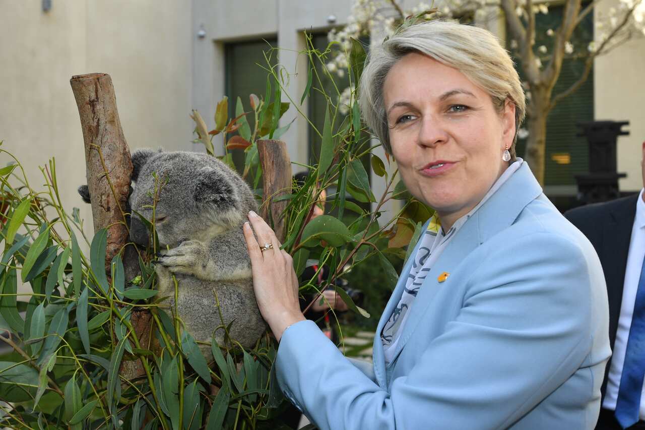 Shadow Minister for Education Tanya Plibersek pats a koala during a National Threatened Species Day event at Parliament House in Canberra, Tuesday, September 10, 2019. (AAP Image/Mick Tsikas) NO ARCHIVING
