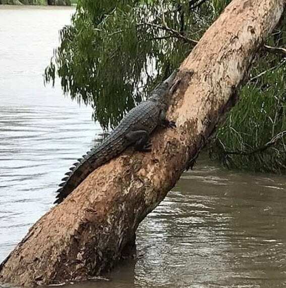 A  crocodile climbing a tree to escape floodwaters. 