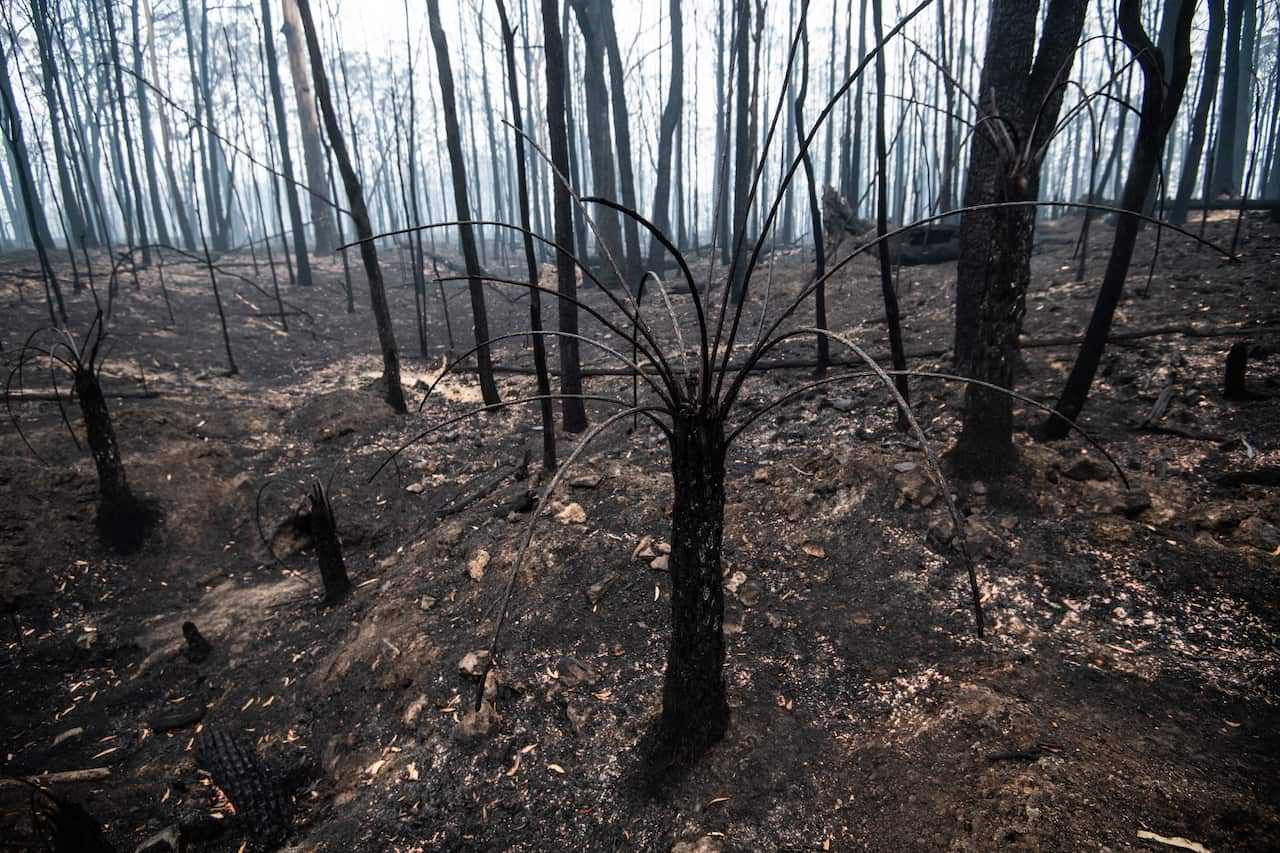 Burnt-out bushland on the outskirts of Cobargo, NSW.