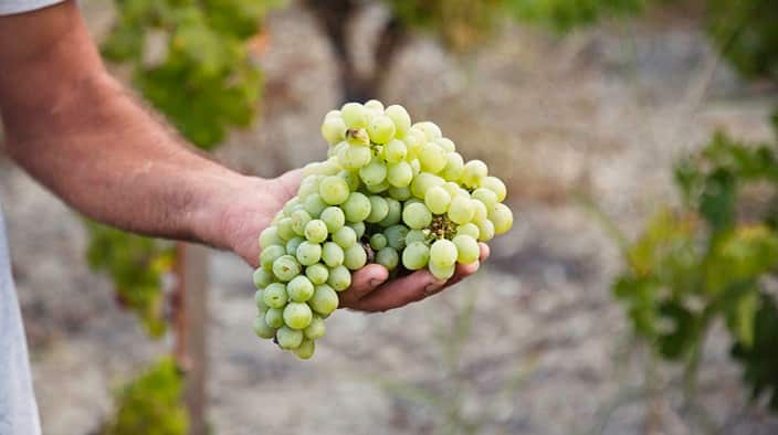 Grapes for wine making. 