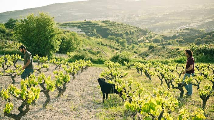 At Zambartas family winery. 