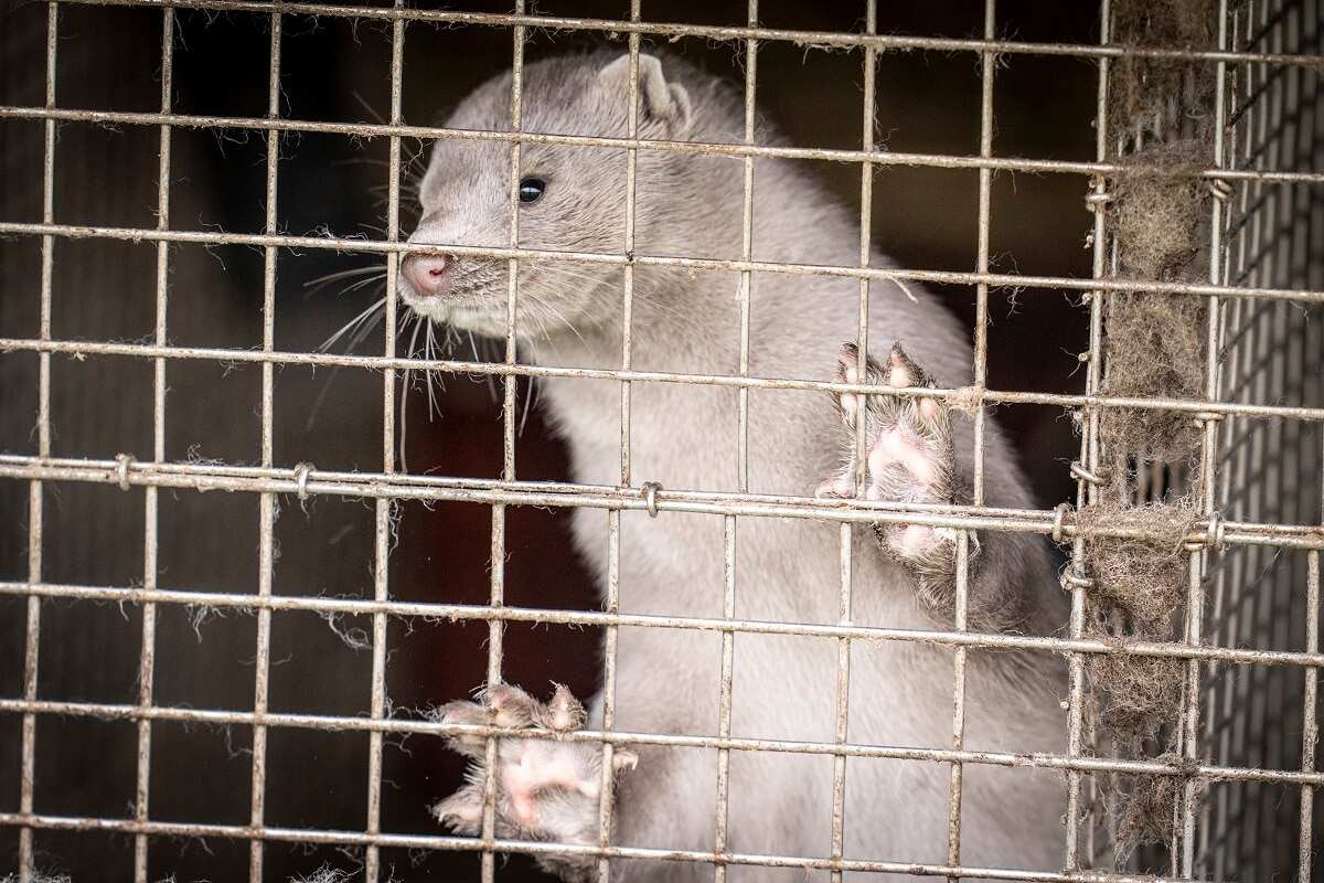 Reports on 04 November 2020 state that Denmark plans to cull all minks in the country's mink fur farms to contain a spread of a coronavirus mutation. 