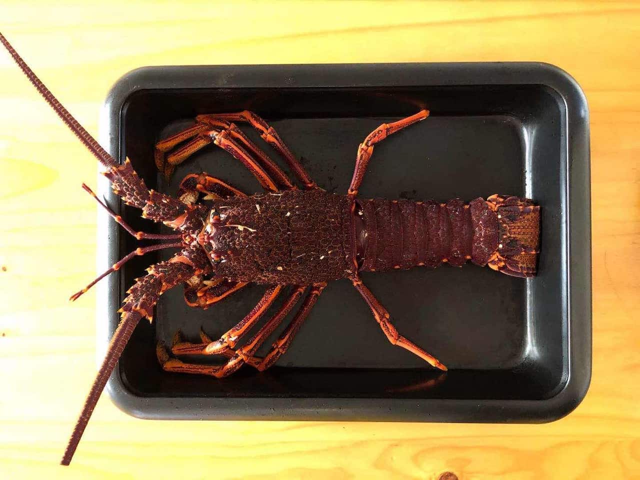 LOBSTER