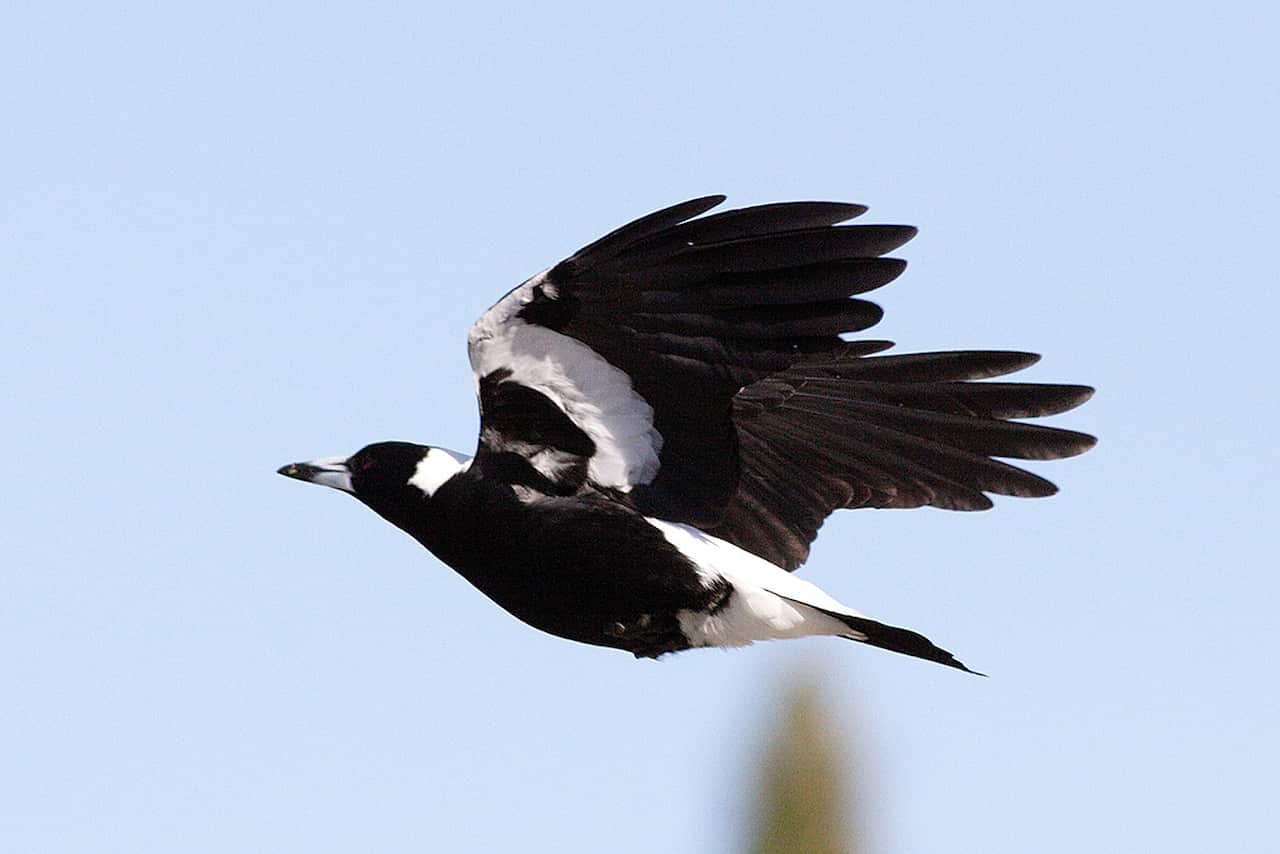 Magpies are most prone to swooping during the August to October period.
