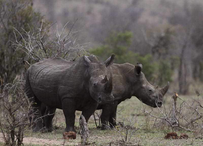 Rhinos graze in the bush on the edge of Kruger National Park in South Africa.