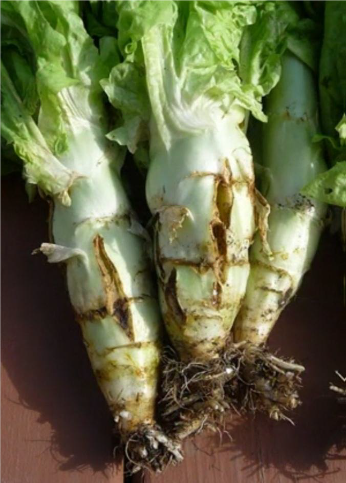 开裂的莴笋