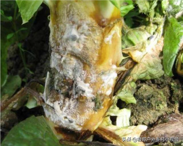 根部腐烂的莴笋