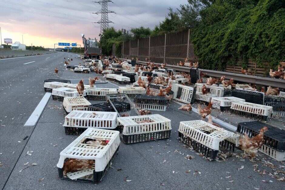 Chickens and crates on Austrian motorway