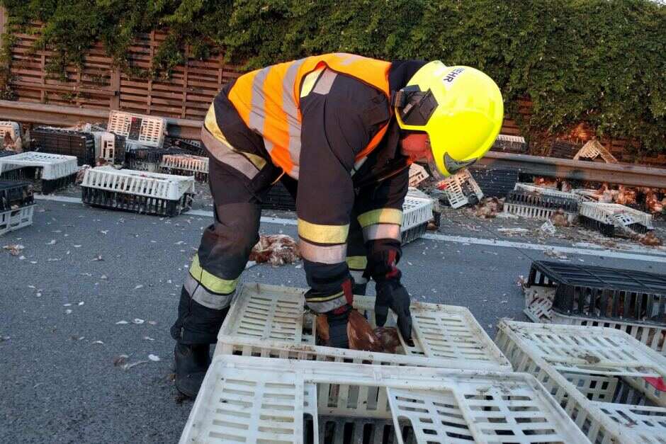 Austrian firefighter handles chickens