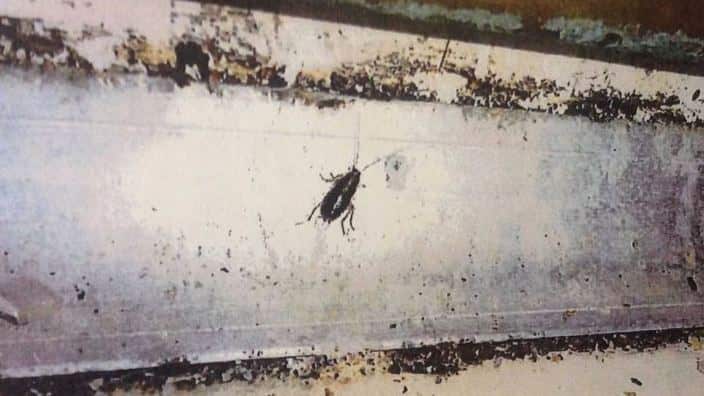 Both dead and live cockroaches were found in the food preparation area.