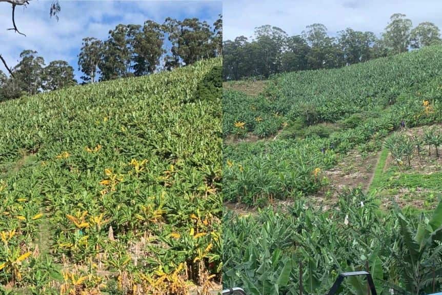 Before and after: one farm has had to cut down half their banana crop due to the disease