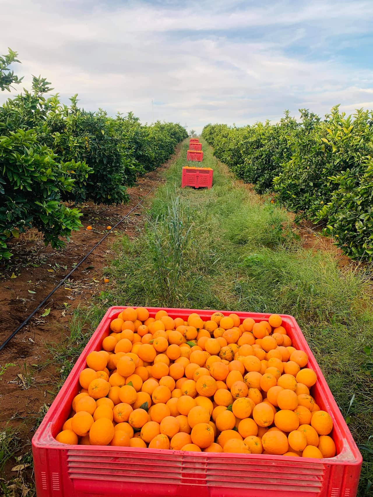 Advocates are calling for the federal government to ensure workers in the agricultural sector are paid the minimum wage.