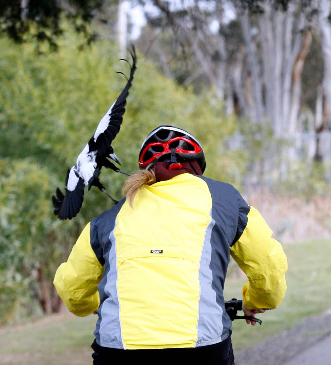 Cyclists are particularly at risk of swooping magpies. 