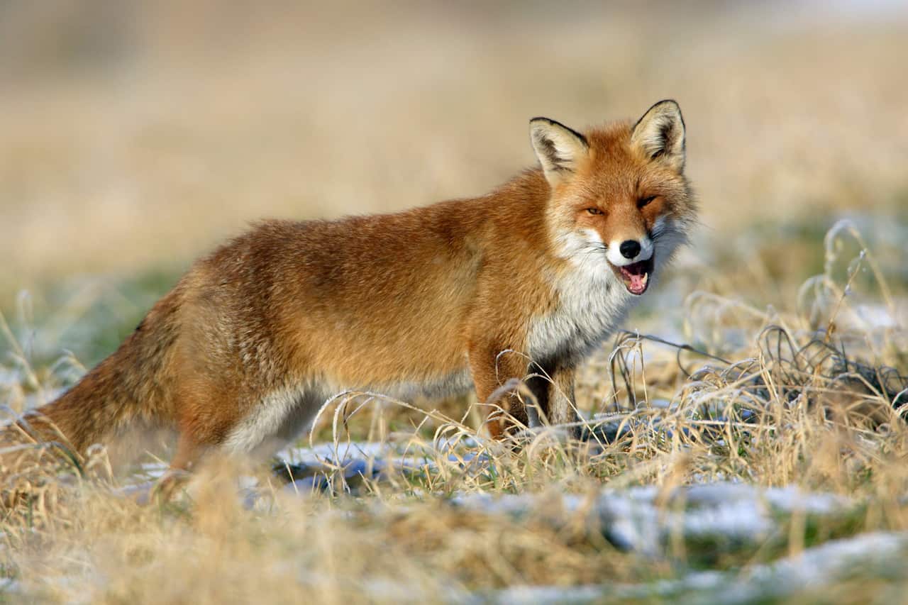 Some predators, such as the red fox actually move into an area after fires have ripped through. 