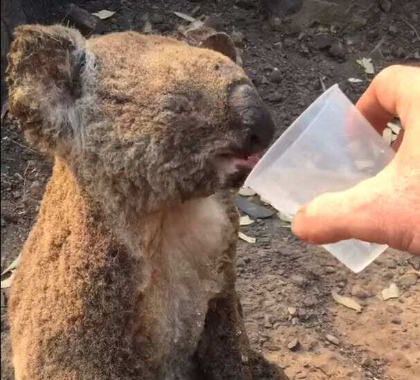 Injured koala 'Kate' has a sip of water after being discovered exhausted and dehydrated in the Bellangry State Forest.