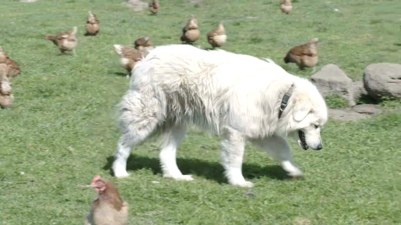 Maremma dogs protect the chickens.