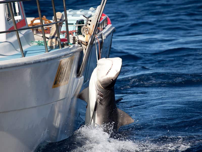 Imagen de archivo, no está vinculada con los dos ataques en QLD