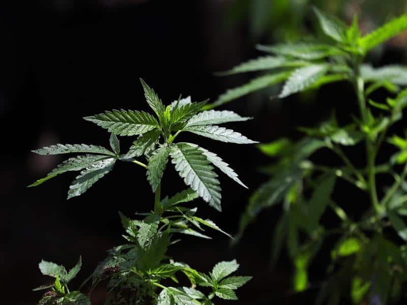 A marijuana plant.