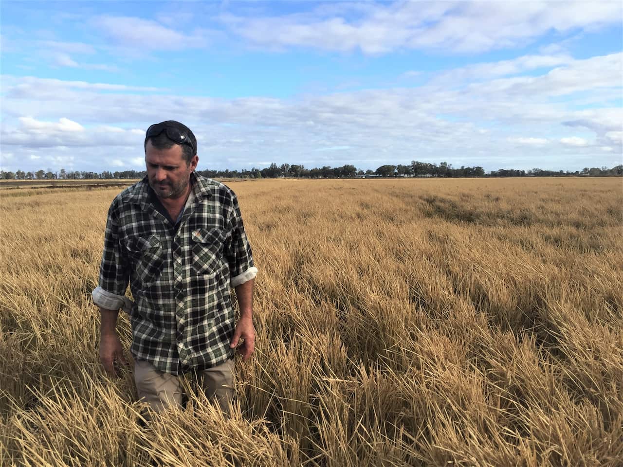 Robert Andreazza in a Griffith rice field.
