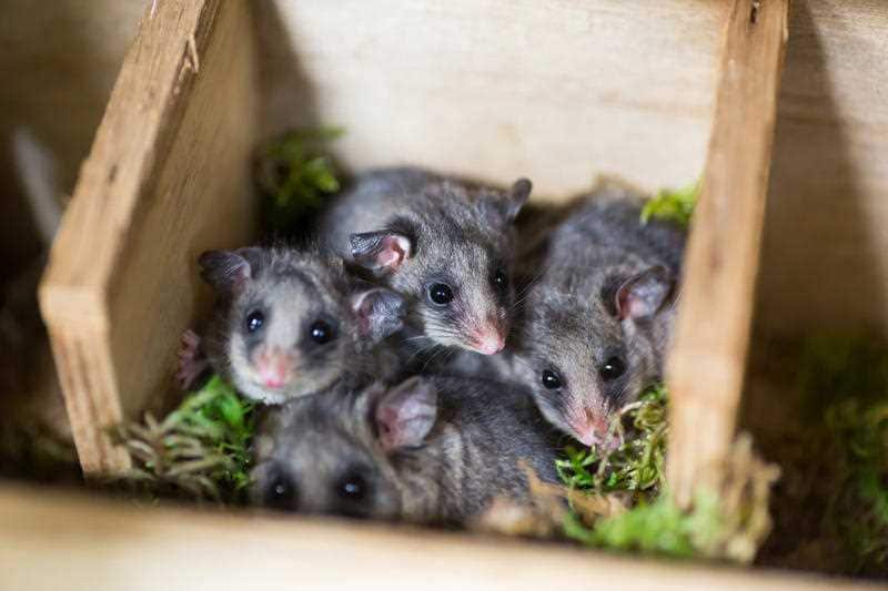 Critically-endangered mountain pygmy-possums.